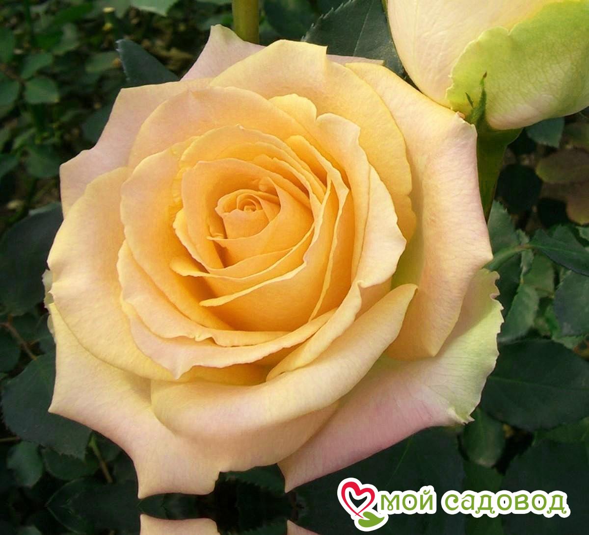 Роза чайно-гибридная Версилия