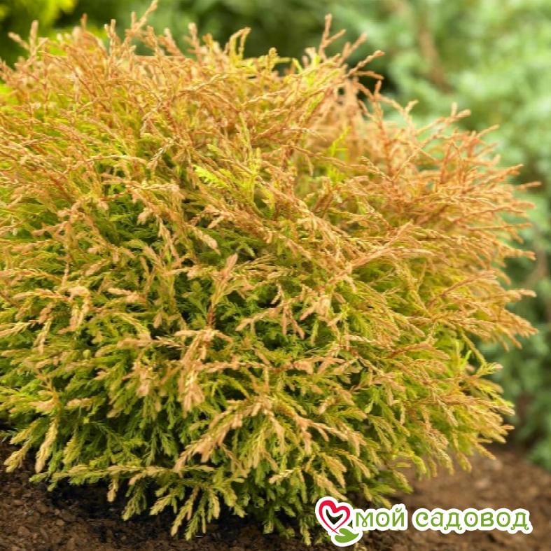 Туя Голден Таффет (Golden Tuffet)
