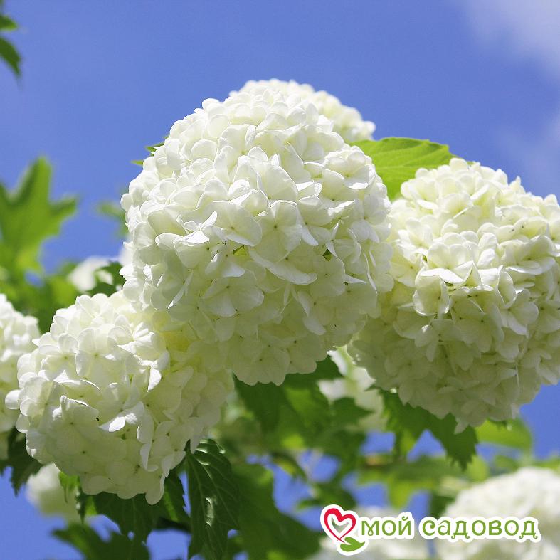 Гортензия макрофила Сноуболл (Snowball)