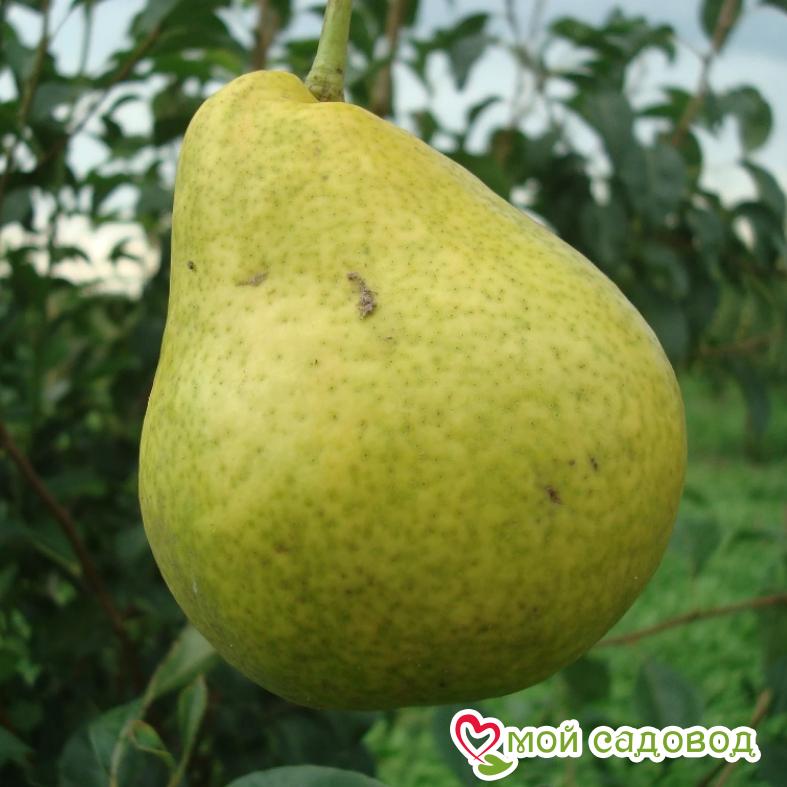 Груша Сказочная Осенняя
