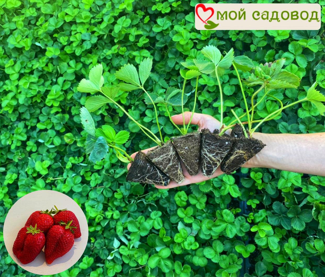 Клубника Вибрант (ранний сорт)