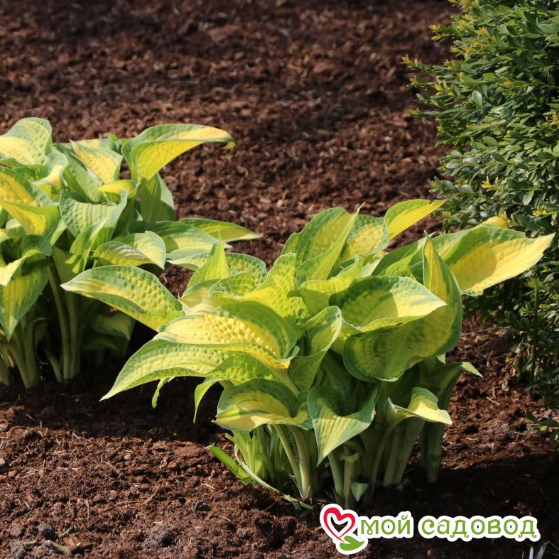 Хоста Оранж Мармелад