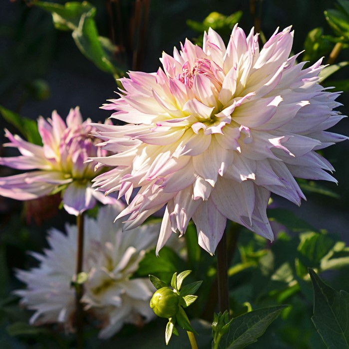 Георгина декоративная КРЕЙЗИ ЛАВ (DOWNHAM ROYAL)