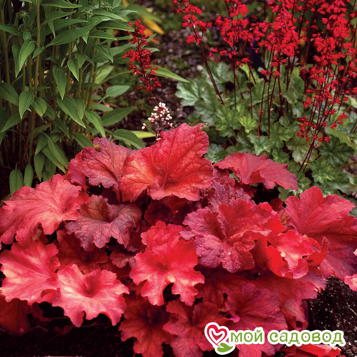 Гейхера Рио