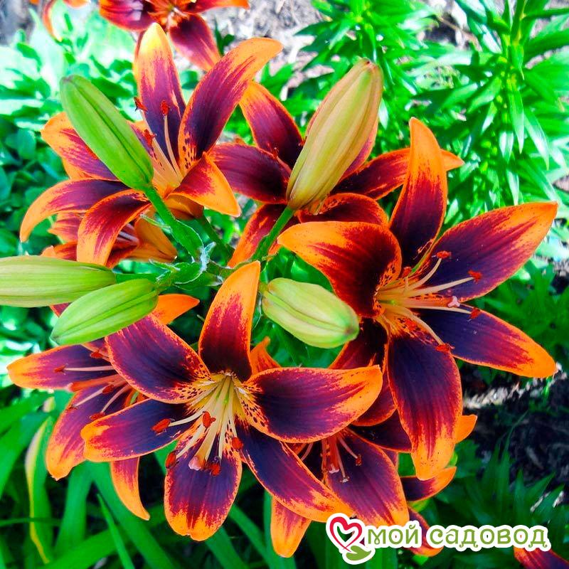 Лилия азиатская Форевер Сьюзан