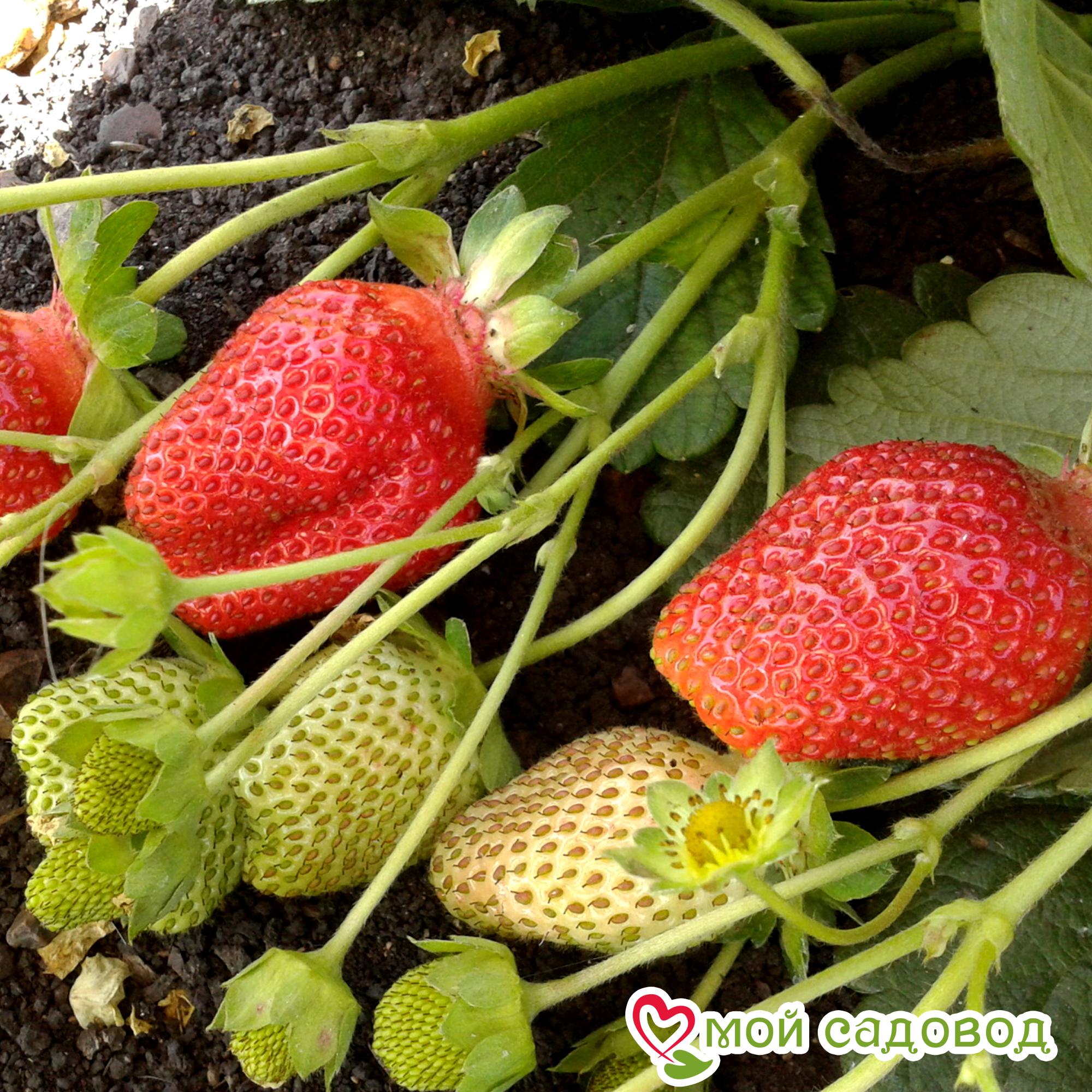 Клубника Вима Рина