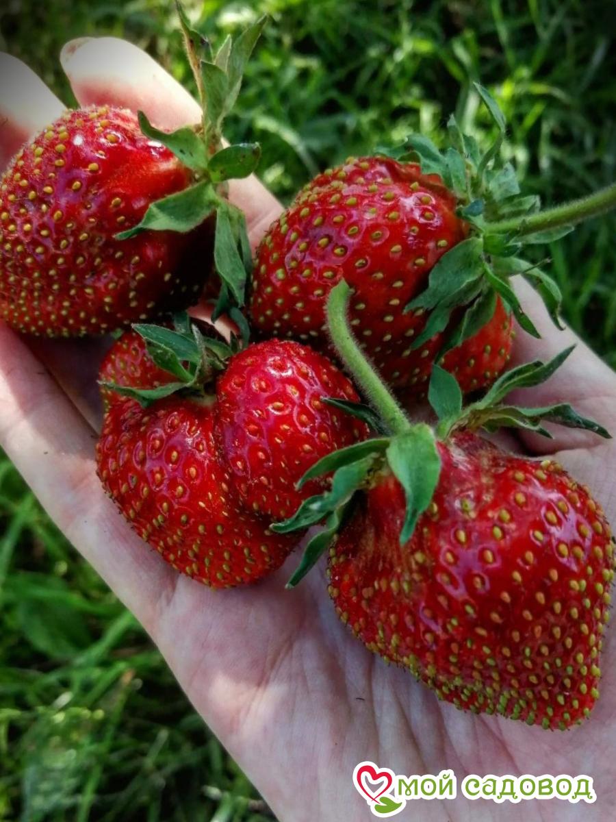 Клубника Амулет