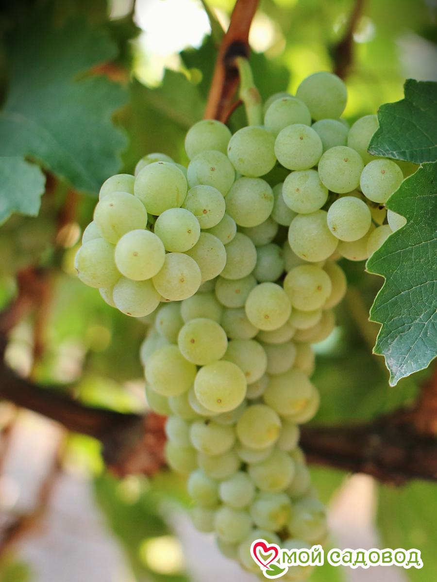 Виноград Московский устойчивый плодовый