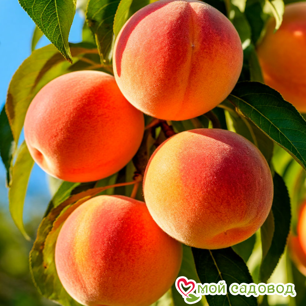 Персик Спринг Голд